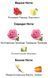 Initio Parfums Prives Atomic Rose Eau de Parfum 1 ml r-initio-ar-Парфумована вода-унісекс фото 2